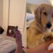 Golden Retriever Spots Baby’s Finger Puppet & Suddenly Storytime Is About Her