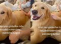 Golden Retriever Watches Baby Get Burped, Then Makes It Clear She Wants the Same Treatment