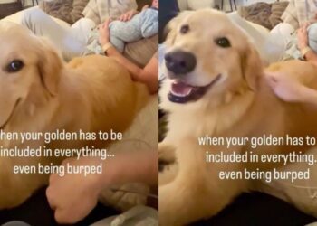 Golden Retriever Watches Baby Get Burped, Then Makes It Clear She Wants the Same Treatment