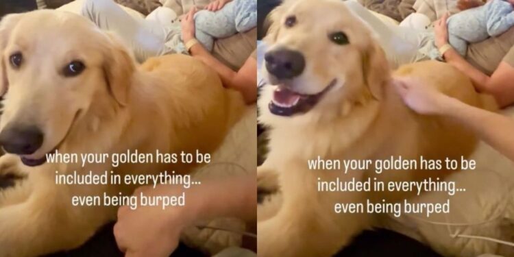 Golden Retriever Watches Baby Get Burped, Then Makes It Clear She Wants the Same Treatment
