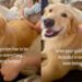 Golden Retriever Watches Baby Get Burped, Then Makes It Clear She Wants the Same Treatment