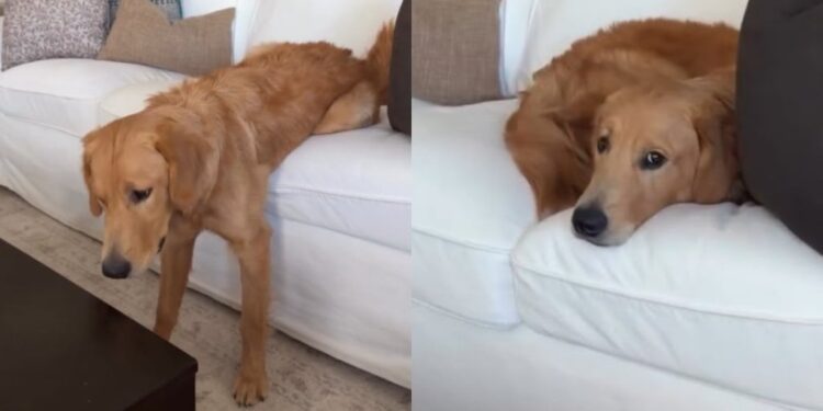 Golden Retriever Tries Every Trick To Stay on the Couch Before Simply Moving to Mom’s