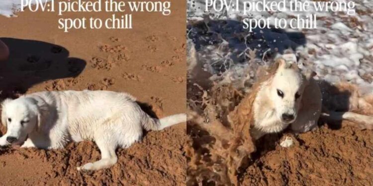 Golden Retriever Puppy Settles Down by the Water & Immediately Regrets the Location