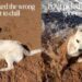 Golden Retriever Puppy Settles Down by the Water & Immediately Regrets the Location