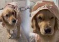 Golden Retriever Gives Mom Serious Side-Eye Over Her Cute Hooded Rain Jacket