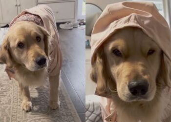 Golden Retriever Gives Mom Serious Side-Eye Over Her Cute Hooded Rain Jacket