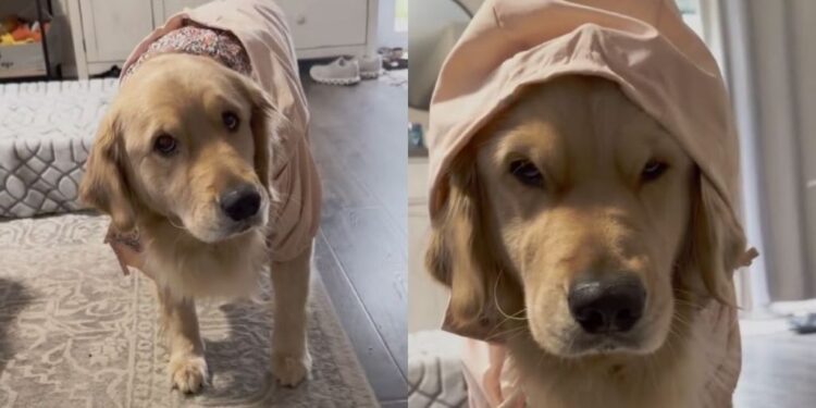 Golden Retriever Gives Mom Serious Side-Eye Over Her Cute Hooded Rain Jacket