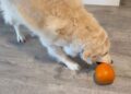 Golden Retriever Claims Mom’s Pumpkin — Apparently All Fall Decor Is a Potential Toy