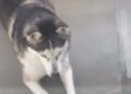 Dog Waits for Mom To Open the Door Because Being Independent Sounds Like Too Much Work