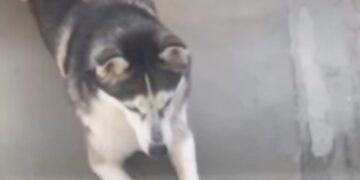 Dog Waits for Mom To Open the Door Because Being Independent Sounds Like Too Much Work
