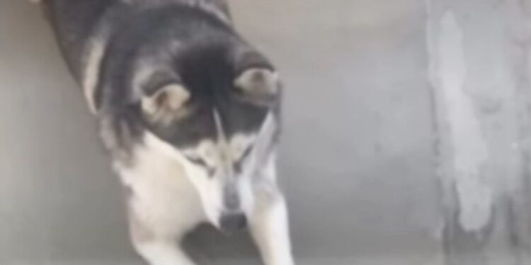 Dog Waits for Mom To Open the Door Because Being Independent Sounds Like Too Much Work