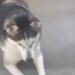 Dog Waits for Mom To Open the Door Because Being Independent Sounds Like Too Much Work