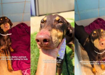 Shelter Dog Remains the Sweetest Soul Despite Her Pain, Quietly Seeking Help