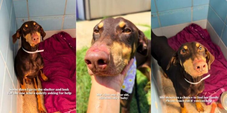 Shelter Dog Remains the Sweetest Soul Despite Her Pain, Quietly Seeking Help