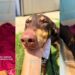 Shelter Dog Remains the Sweetest Soul Despite Her Pain, Quietly Seeking Help
