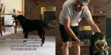 Senior Dog Notices Dad Is Stressed & Decides His Toy Collection Can Fix Everything