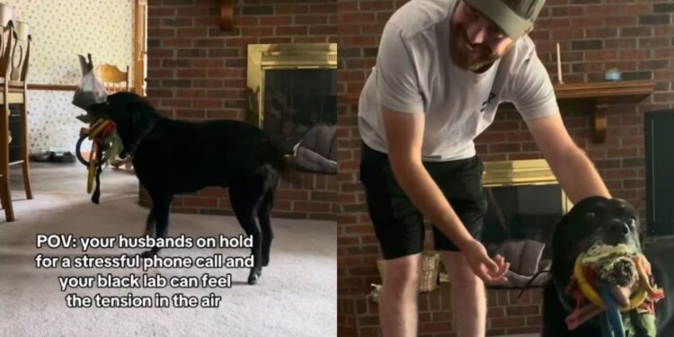 Senior Dog Notices Dad Is Stressed & Decides His Toy Collection Can Fix Everything