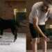 Senior Dog Notices Dad Is Stressed & Decides His Toy Collection Can Fix Everything