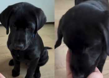Labrador Puppy Practices Impulse Control but the Struggle Is Adorable
