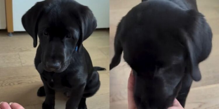 Labrador Puppy Practices Impulse Control but the Struggle Is Adorable