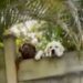 Neighbor’s Dogs Have the Sweetest Way of Showing They’re Ready for a Visit