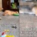 Mama Rescue Dog Learns to Play With Toys & Her Own Babies Are the Teachers