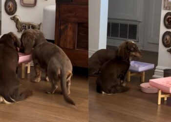 Dogs Share One Bowl at a Time, Making the Second a Backup Course