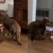 Dogs Share One Bowl at a Time, Making the Second a Backup Course