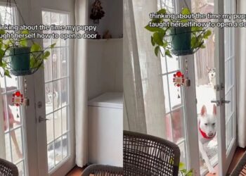 Puppy Learns How to Open a Door by Herself & It’s Almost Too Clever