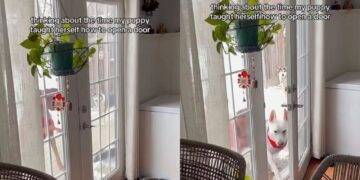 Puppy Learns How to Open a Door by Herself & It’s Almost Too Clever