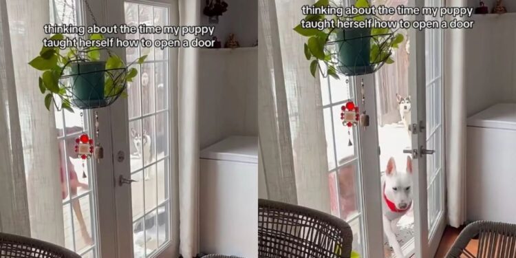 Puppy Learns How to Open a Door by Herself & It’s Almost Too Clever
