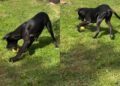 Puppy Finds Mom’s Only Apple, and Apparently It’s a Toy