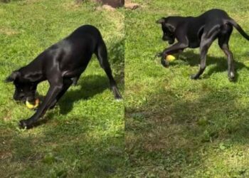 Puppy Finds Mom’s Only Apple, and Apparently It’s a Toy