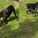 Puppy Finds Mom’s Only Apple, and Apparently It’s a Toy