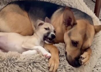 Rescue Puppy Copies His Big Buddy’s Nap Pose — Being Like Him Seems To Mean Everything