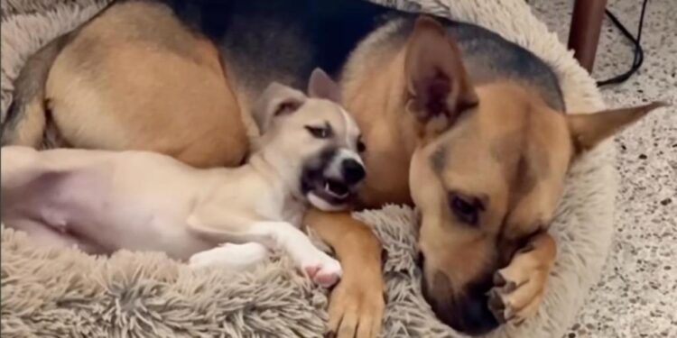 Rescue Puppy Copies His Big Buddy’s Nap Pose — Being Like Him Seems To Mean Everything