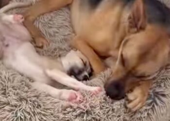 Rescue Dog Has the Sweetest Habit of Seeking Out His Tiny Puppy Sibling for Naps