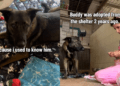 Rescue Dog Finds Himself Back at the Shelter, but He’s Terrified of the Same Human He Once Knew