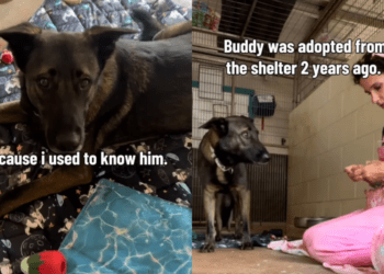 Rescue Dog Finds Himself Back at the Shelter, but He’s Terrified of the Same Human He Once Knew
