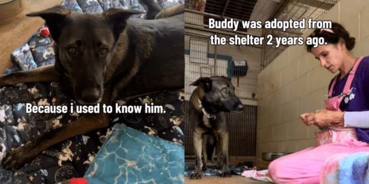 Rescue Dog Finds Himself Back at the Shelter, but He’s Terrified of the Same Human He Once Knew