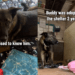 Rescue Dog Finds Himself Back at the Shelter, but He’s Terrified of the Same Human He Once Knew
