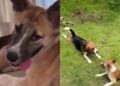 Rescue Dog Walks Into a Happy New Life — Once Unable To Move, She Now Has a Loving Home