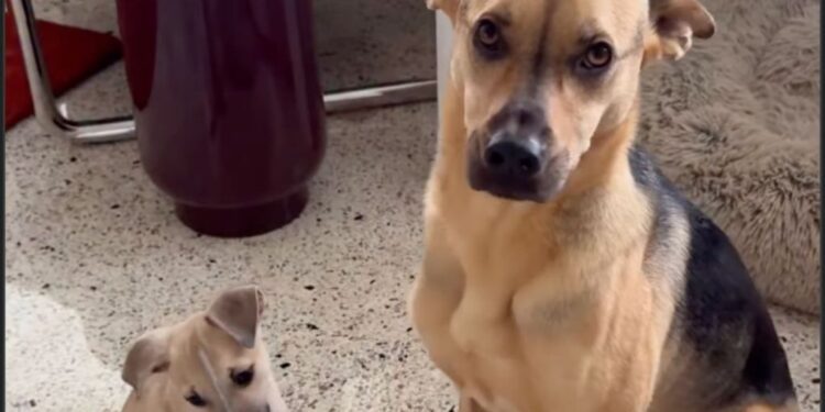 Rescue Puppy Squeezes Into His Furry Brother’s Bed — Being Close Matters More Than Having Room