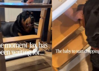 Dog Looks Like Baby’s Personal Cleanup Crew, but He’s Really Just Here for the Free Food