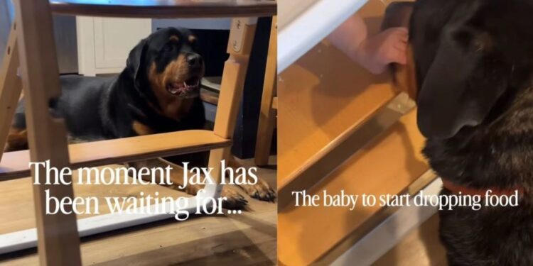 Dog Looks Like Baby’s Personal Cleanup Crew, but He’s Really Just Here for the Free Food