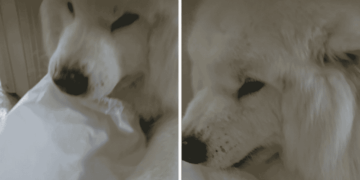 Senior Dog Stares at Dad With a Stolen Bag — He Seems Certain He Is the Problem Here
