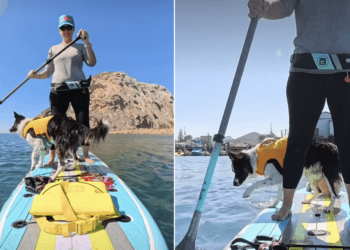 Two Dogs Share a Paddleboard, but One Booked a Cruise & the Other Signed Up for Adventure