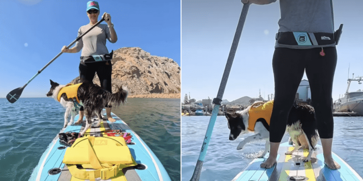 Two Dogs Share a Paddleboard, but One Booked a Cruise & the Other Signed Up for Adventure