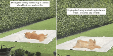 Golden Retriever Turns a Freshly Washed Rug Into the Best Rolling Spot in the Yard