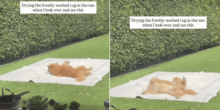 Golden Retriever Turns a Freshly Washed Rug Into the Best Rolling Spot in the Yard